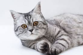 The skin surrounding the area of hair loss can appear normal, or it can have redness, bumps, scabs and skin loss. Hair Loss In Cats Feline Alopecia Pets4homes
