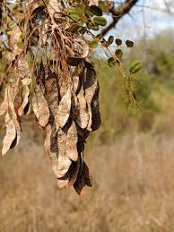 Image result for Secamone stuhlmannii