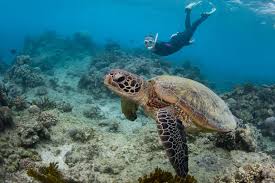Another key threat is poaching for their meat and shells. The Top 7 Sea Turtle Conservation Projects Workingabroad