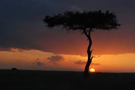 Image result for Brazzeia longipedicellata