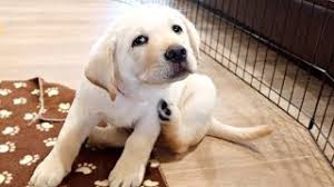 Buying a shih tzu with top breed lines and a. Dog Price List In India 2021 Your Budget Friendly Dog Is Here