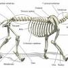 Normal leg bones are relatively straight, but those affected by paget's disease are porous and figure 9. 1