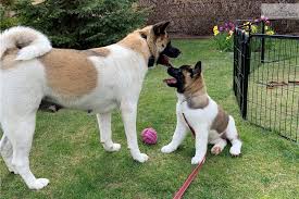 Once bred as guard dogs, they can be. Craigslist American Akita Akita Puppies For Sale