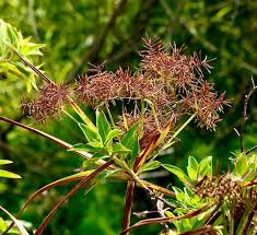 Image result for Cyperus sphacelatus