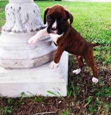 Find boxer puppies and dogs for adoption today! Boxer Puppies For Sale Oklahoma