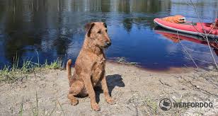 Image result for irský teriér