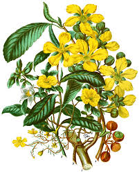 Image result for Hippocratea indica