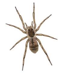 Spiders, however, need the wind to cooperate in order to pull off their remarkable migrations, precisely what didn't happen in tennessee. Wolf Spider Facts How To Get Rid Of Wolf Spiders