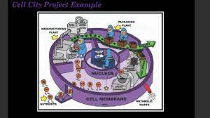 Maybe you would like to learn more about one of these? Cell City Project Assignment Ppt Video Online Download