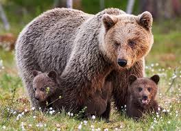 I can't find them anywhere. The Great Grizzly Earth Rangers Where Kids Go To Save Animals
