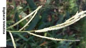 Image result for Digitaria velutina
