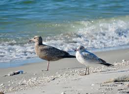 Image result for Sandy Beach Brown 2011 Captiva