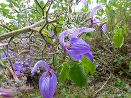 Image result for Brillantaisia oligantha