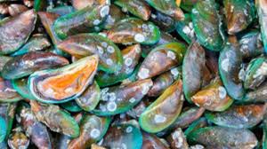 Hasil gambar untuk kerang