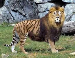 Top 10 Hybrid Animals Listverse Animals Weird Animals Rare Animals