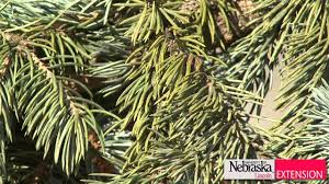 Then, check the cones, which on spruce trees have smooth, thin scales and are easy to bend. Spruce Diseases Youtube