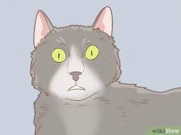 Difficult to diagnose and with symptoms varying from one case to another, this syndrome often baffles veterinarians and a cat with feline hyperesthesia will look normal most of the time. How To Diagnose And Treat Hyperesthesia Syndrome In Cats 11 Steps