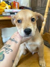 This beautiful boy is special needs and he loves to run he is so smart and  curious he needs a lot of exercise and stimulation he is an intact 2 year  old