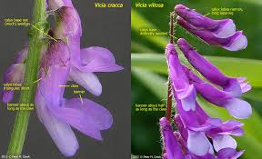 Image result for Vicia villosa