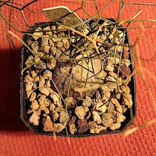 Image result for Schizobasis intricata