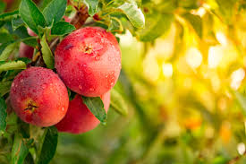 Rule over the fish of the sea, and over the birds of the air, and over every living thing that moves on the earth! the garden of eden and adam and eve lived happily in the garden of delight (gan eden), which was the best part of the entire globe. What S The Truth About The Apple In The Garden Of Eden Jewish Action