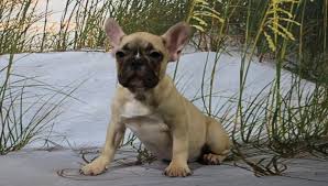Get notified when new items are posted. Betti An Akc French Bulldog Puppy For Sale In Nappanee Indiana Find Cute French Bulldog Puppies And Breeders Bulldog Puppies French Bulldog Puppies Puppies