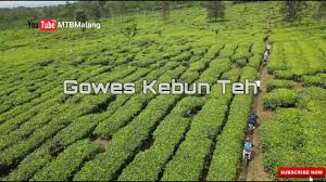 Maybe you would like to learn more about one of these? Gowes Track Kebun Teh Wonosari Mtbmalang Mtbmalang Mtb Malang Youtube