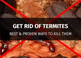 How To Get Rid Of Termites A Comprehensive Guide 2019 Termites Termite Treatment Termite Infestation