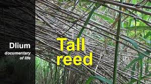 Image result for Phragmites karka
