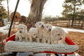 Heatherdowns Labradors Ltd