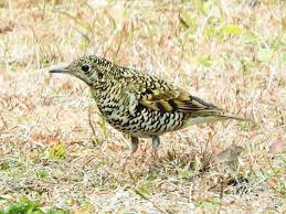 Image result for トラツグミ