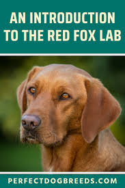 Gracie is obedience trained, force fetched to retrieve, retrieves to hand on land and water. Red Fox Lab Red Fox Fox Red Labrador Puppy Fox Red Labrador