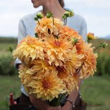 Join facebook to connect with arizona dahlia and others you may know. Floret Dahlia Belle Of Big Brother Img 7883 Types Of Flowers Dahlia Flowers