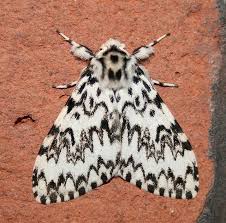 Male Black Arches Moth Lymantria Monarcha Attracted To Security Light Night Of 19 7 2009 Se26 Moth Hawk Moth Butterfly
