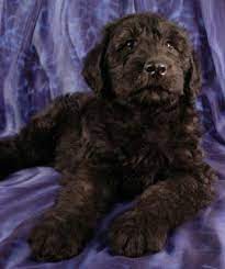 Feel free to browse hundreds of active classified puppy for sale listings, from dog breeders in pa and the surrounding areas. Giant Schnoodle Purebred Puppies Dog Breeder