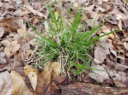 Image result for Sacciolepis spiciformis