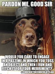 Funny Labrador With Meme Labrador Funny Meme Lab Lovers We Have Shirt Click Photo Now Funny Dogs Labrador Funny Funny Dog Memes