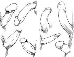 Jenis dari ikan lele cukup banyak, tapi tidak semuany bisa dikonsumsi. Bentuk Kepala Lelaki Organ Genital Lelaki Galeri
