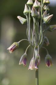 Garlic was primitively used by many civilizations. Everything You Need To Know About Ornamental Alliums Gardenista