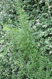 Image result for Galium stenophyllum