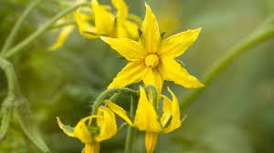 Maybe you would like to learn more about one of these? Why Are My Tomato Flowers Falling Off And Not Making Fruit Grow Organic