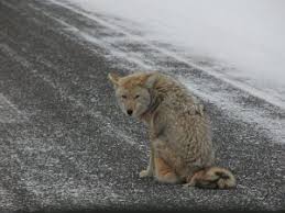 Check spelling or type a new query. Observations Of Coyote Predation On Cats Lost Pet Research And Recovery