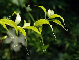 Image result for Gloriosa superba