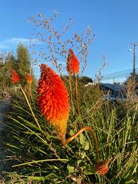 Image result for Kniphofia grantii