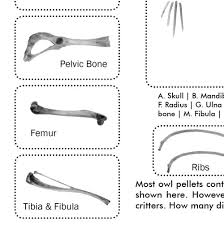 Owl Pellet Study Kit For Classrooms