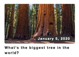 The tallest tree in the world is hyperion; Archives Global Education Ak Blog