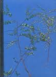 Image result for Phyllanthus nummulariifolius