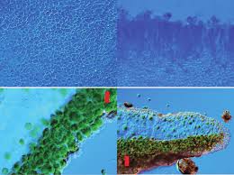 Image result for Sopubia conferta