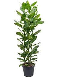 Maybe you would like to learn more about one of these? Ficus Benghalensis Audrey P34 Cm H140 160 Cm Plant Wholesale Floraccess