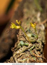 Image result for Taeniophyllum